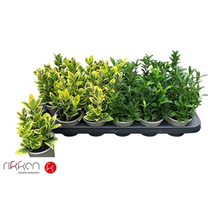 EUONYMUS JAP GEM