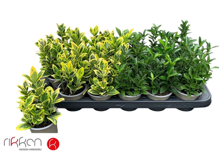 <h4>EUONYMUS JAP GEM</h4>