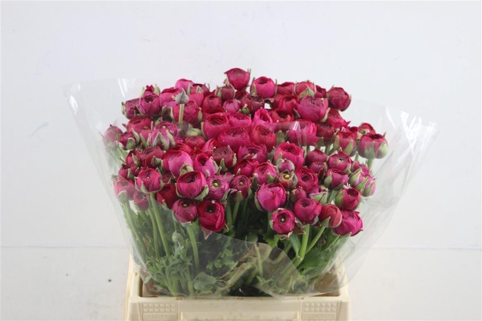 <h4>Ran El Hotpink 42cm</h4>