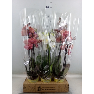Phalaenopsis   ...mix  4