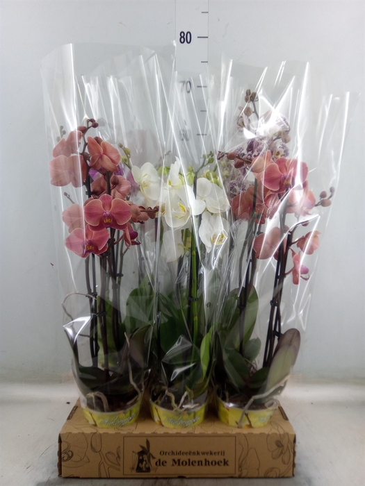 <h4>Phalaenopsis   ...mix  4</h4>