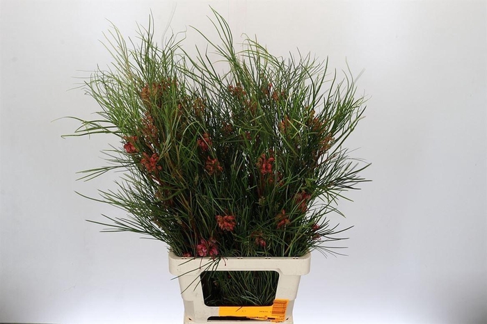 <h4>Grevillea Johnsonii</h4>