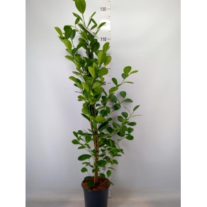Ficus microcarpa 'Moclame'