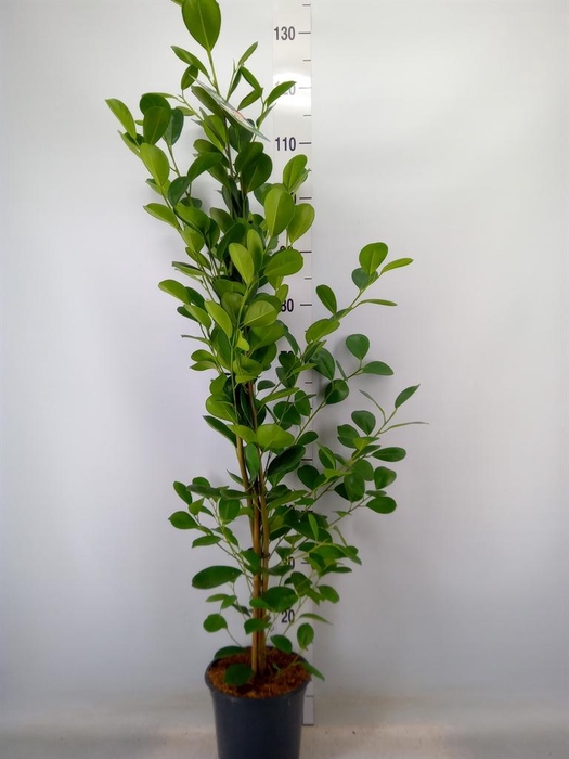 <h4>Ficus microcarpa 'Moclame'</h4>