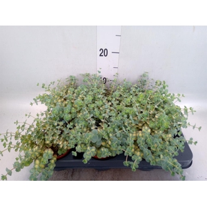 Sedum sieboldii 'Mediovariegatum'