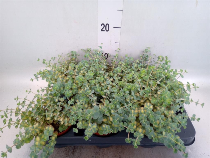 <h4>Sedum sieboldii 'Mediovariegatum'</h4>