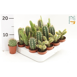 CACTUS GEM