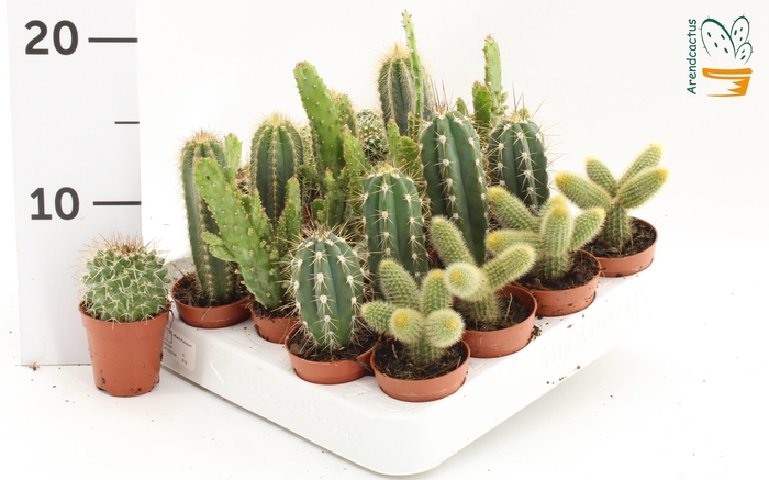 <h4>CACTUS GEM</h4>