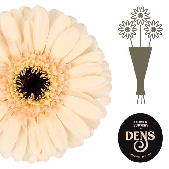<h4>Germini Cafe Water</h4>