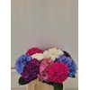 Hydrangea mix exclusive