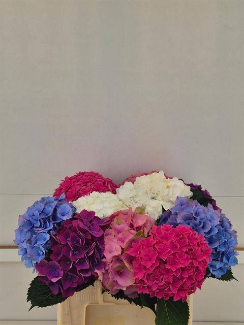 Hydrangea mix exclusive