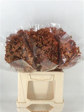 <h4>Dr Hydra Annab Stab Orange</h4>