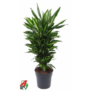 Dracaena fragrans Cintho