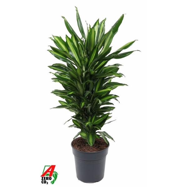 <h4>Dracaena fragrans Cintho</h4>