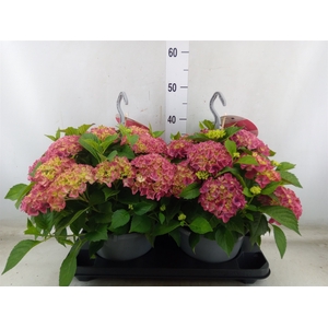 Hydrangea mac. 'Table-Tensia'