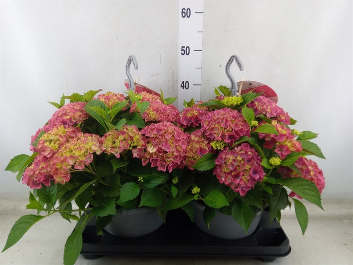 <h4>Hydrangea mac. 'Table-Tensia'</h4>