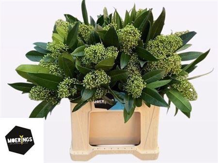 <h4>Skim C Kew Green Bs</h4>