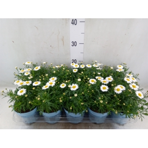 Argyranthemum  'La Rita Comp White'