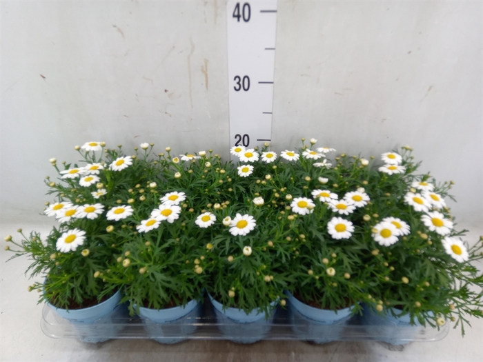 <h4>Argyranthemum  'La Rita Comp White'</h4>