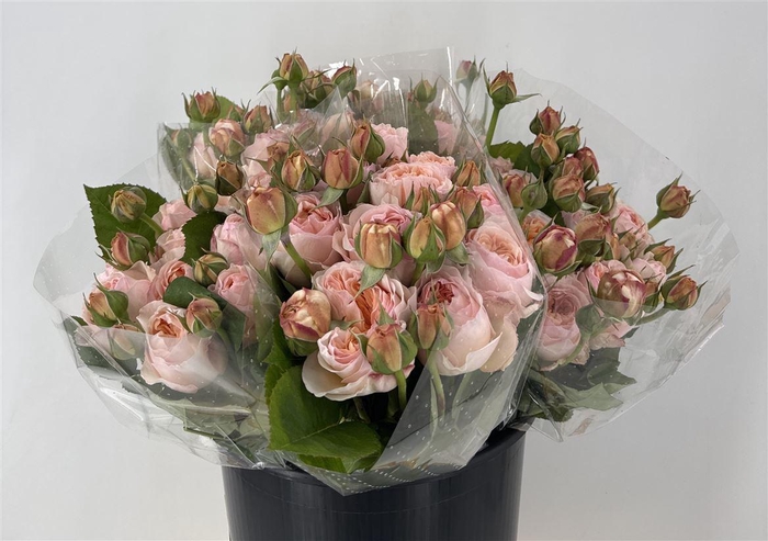 <h4>R Tr Julietta</h4>