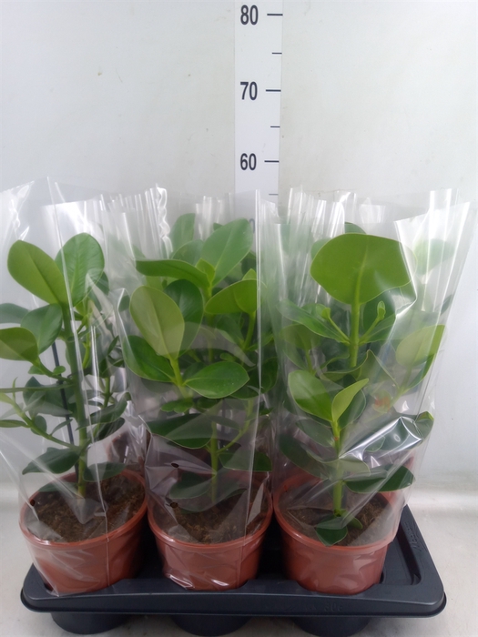 <h4>Clusia rosea 'Princess'</h4>