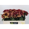 Dahlia Creme de Cognac