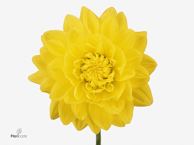 Dahl Glorie Van Heemstede