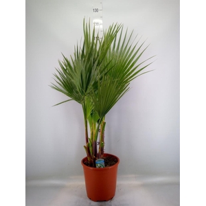 Washingtonia filifera