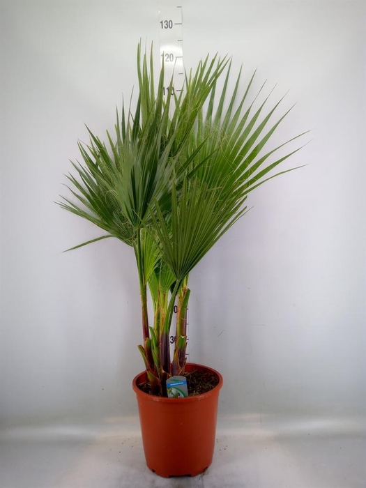 <h4>Washingtonia filifera</h4>