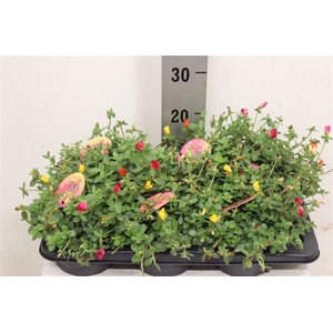 Portulaca Carnaval