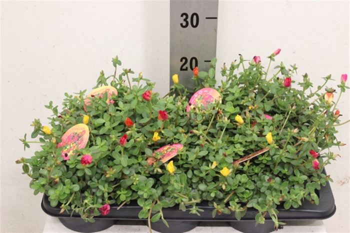 <h4>Portulaca Carnaval</h4>