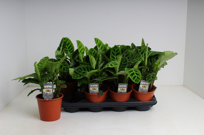 <h4>CALAT ZEBRINA</h4>