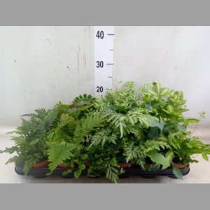 Ferns   ...mix