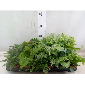 Ferns   ...mix