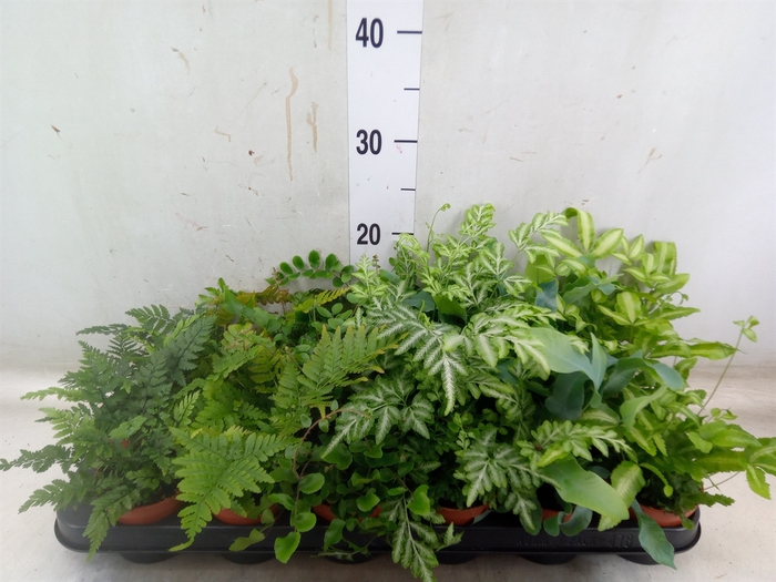 <h4>Ferns   ...mix</h4>