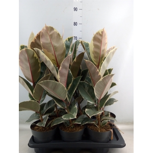 Ficus elastica 'Tineke'