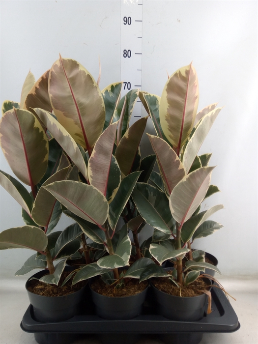 <h4>Ficus elastica 'Tineke'</h4>