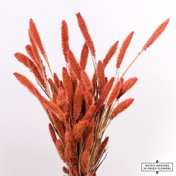 Dried Setaria Frosted Salmon Bunch