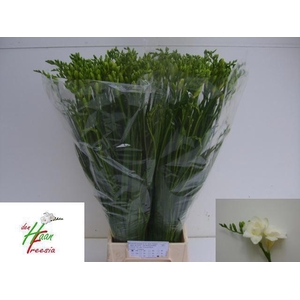 Freesia du Versailles