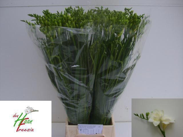 <h4>Freesia du Versailles</h4>