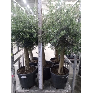 Olea europaea