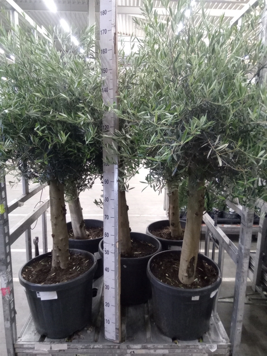 <h4>Olea europaea</h4>