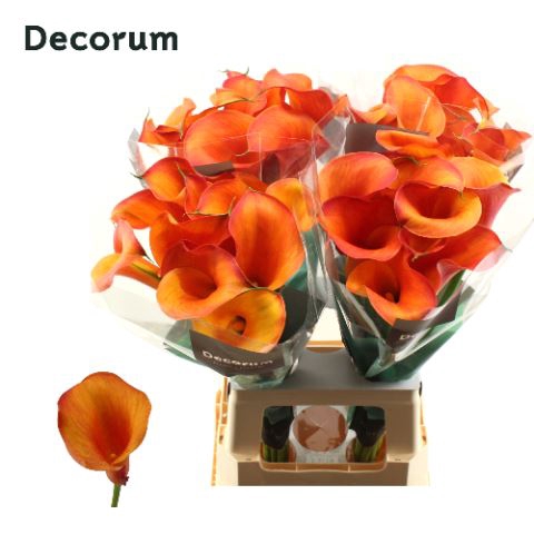 <h4>Calla Captain Odeon</h4>