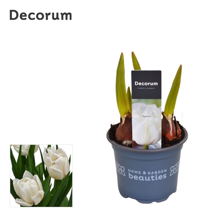 <h4>Tulp Popcorn</h4>