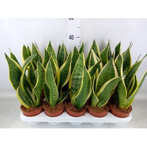 Sansevieria trifa. 'Futura Superba'