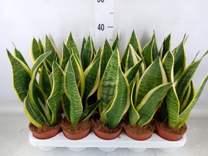<h4>Sansevieria trifa. 'Futura Superba'</h4>