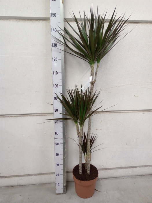 <h4>Dracaena marg. 'Magenta'</h4>