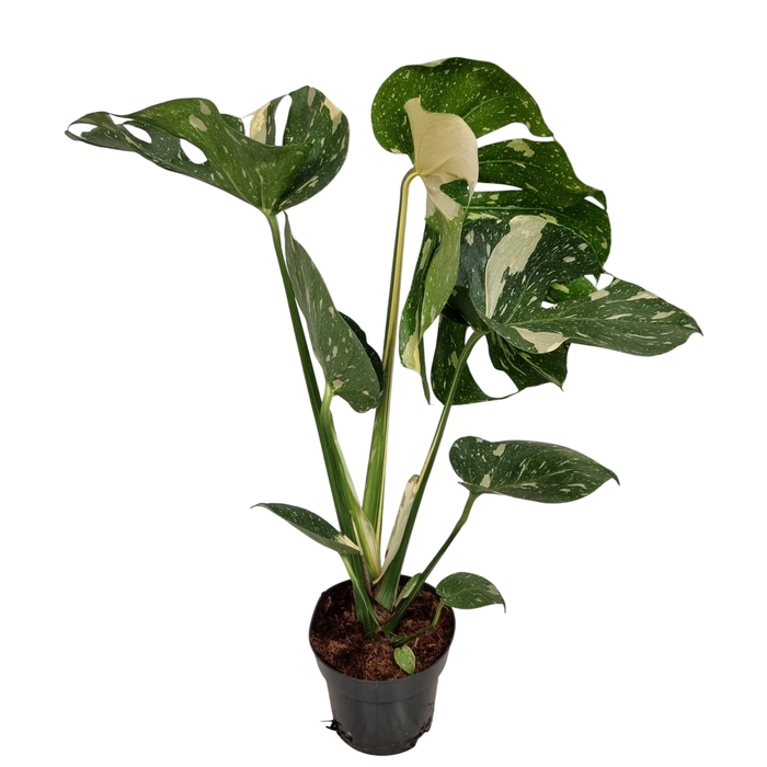 <h4>MONSTERA DEL THAI CO</h4>