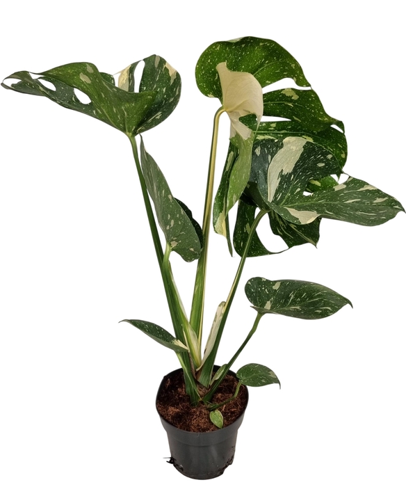 MONSTERA DEL THAI CO