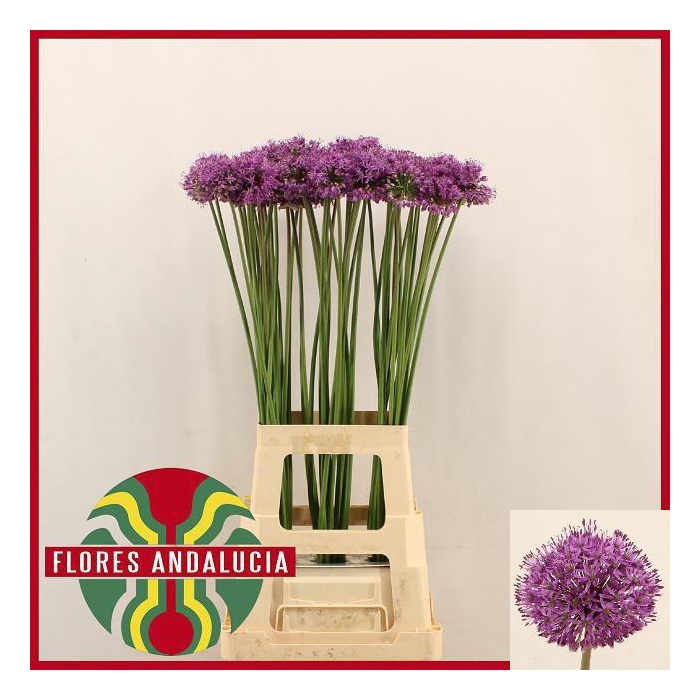 <h4>Allium Gladiator</h4>